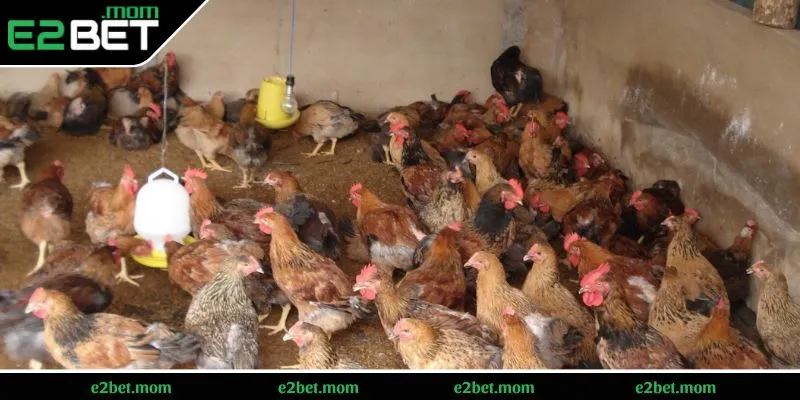 Gà bị tụ huyết trùng ở dạng thể mãn tính