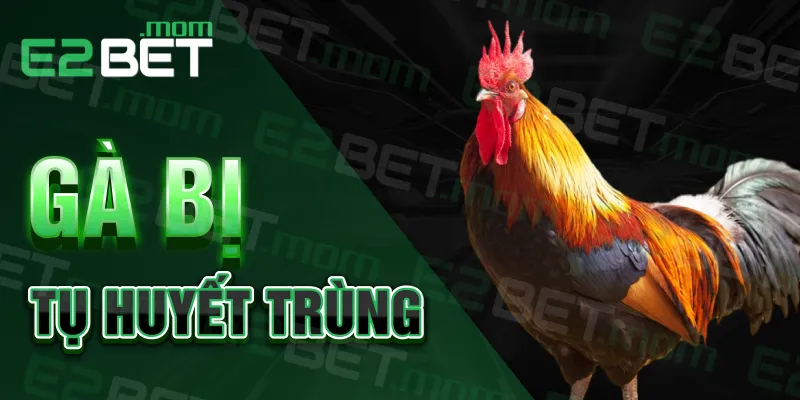 Gà bị tụ huyết trùng - Tìm hiểu nguyên nhân và cách điều trị
