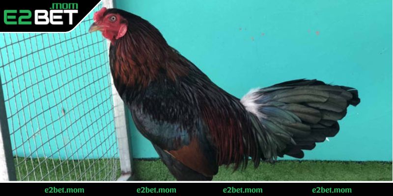 Lưu ý quan trọng khi chăm sóc xanh trích thomo