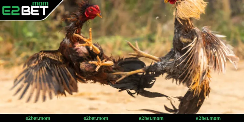 Thế mạnh của E2BET về trực tiếp đá gà C1 hôm nay