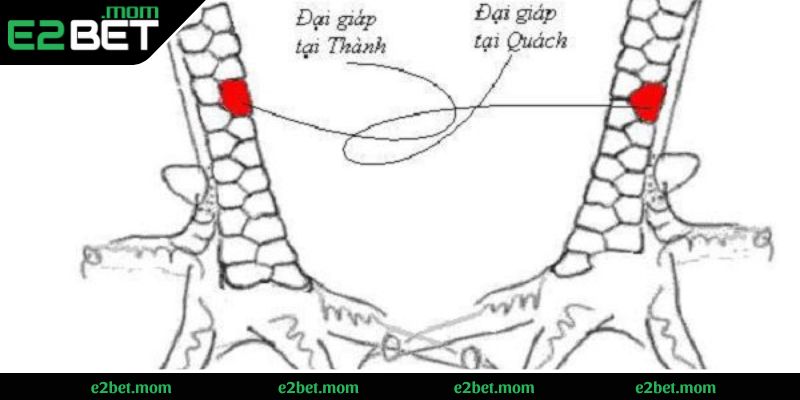 Vảy gà chọi độc Đại Giáp - Loại thần kê có vảy độc quý hiếm