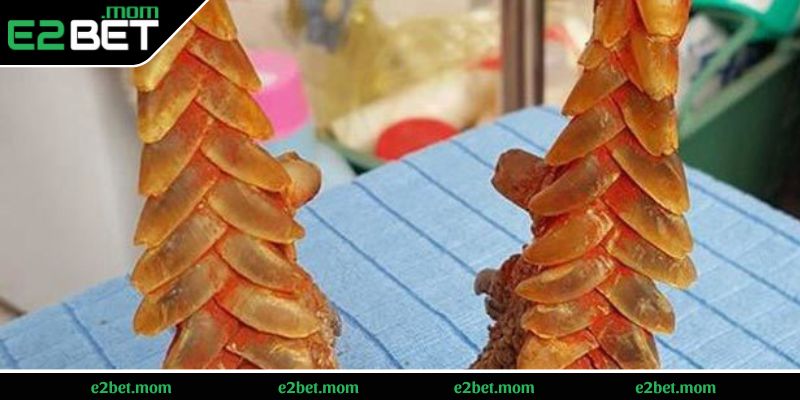 Những vảy gà quý hiếm - Vảy ngũ quỷ & Khai vương