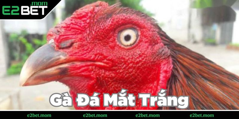Khám phá sức mạnh vượt trội của gà đá mắt trắng