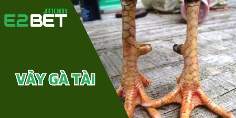 Vảy Gà Tài - Điểm Danh Các Loại Vảy Độc Được Yêu Thích